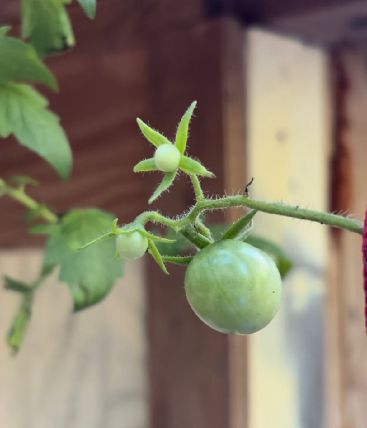 Little Space, Loud Harvest