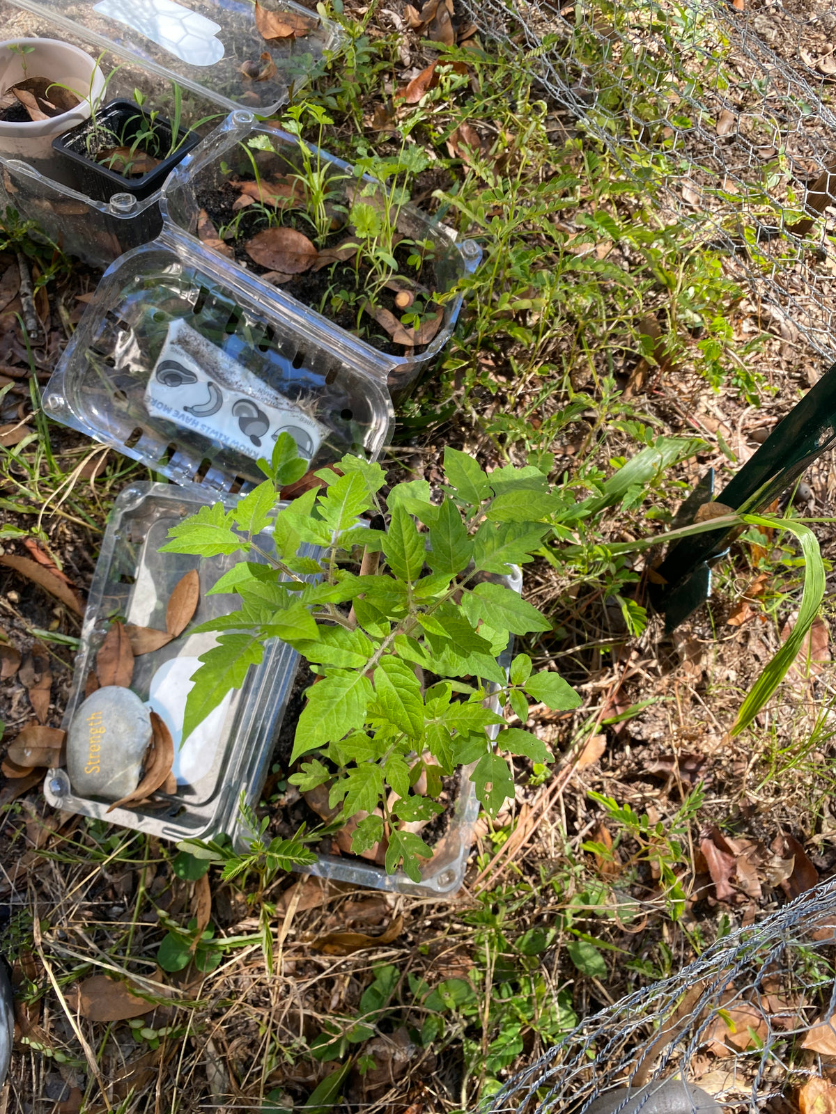 Little Space, Loud Harvest