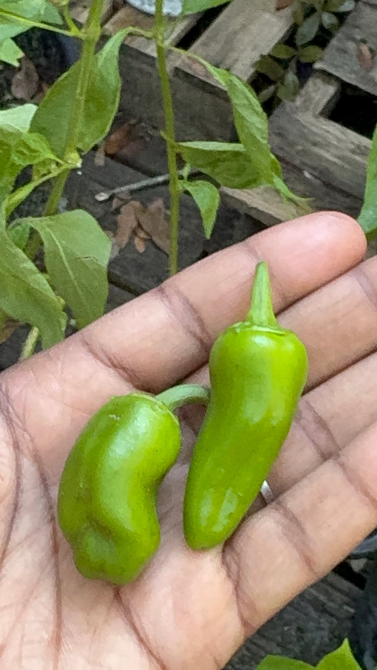 Little Space, Loud Harvest