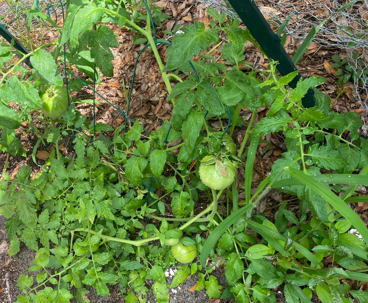 Little Space, Loud Harvest